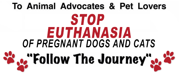 To animal advocated and pet lovers STOP EUTHANASIA OF PREGNANT DOGS AND CATS - Follow the Journey
